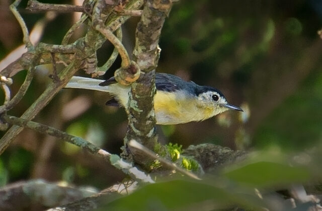 Creamy-bellied Gnatcatcher