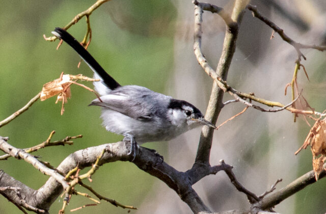Maranon Gnatcatcher