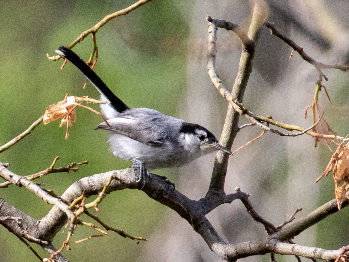 Maranon Gnatcatcher