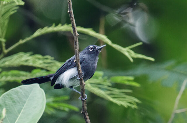 Slate-throated Gnatcatcher