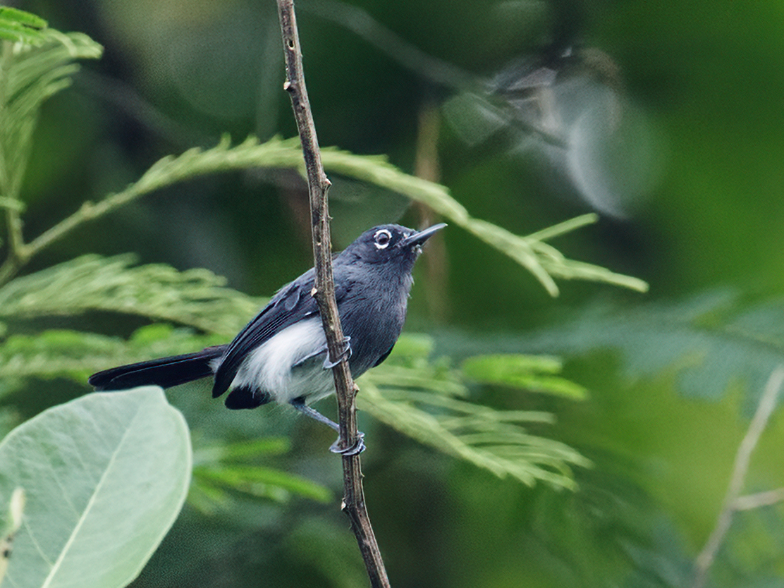 Slate-throated Gnatcatcher