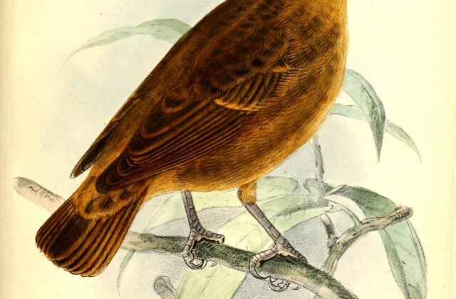 Principe Seedeater