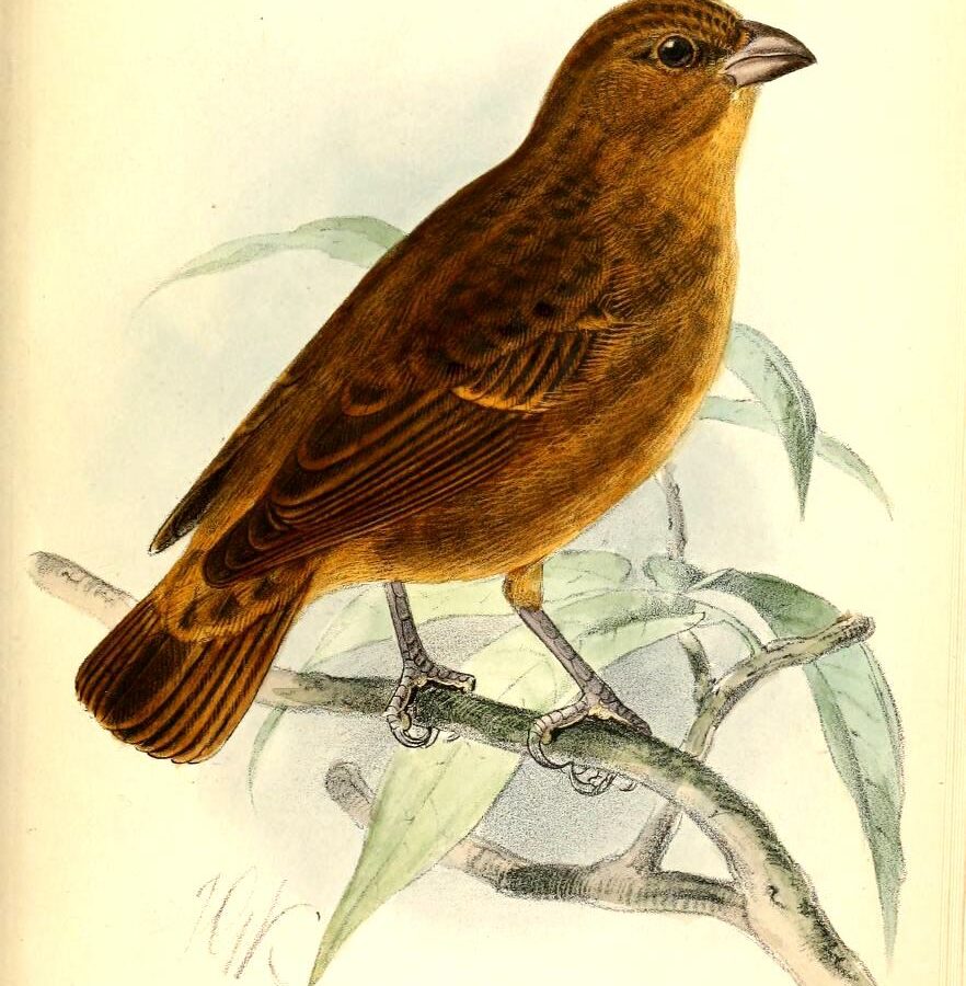 Principe Seedeater