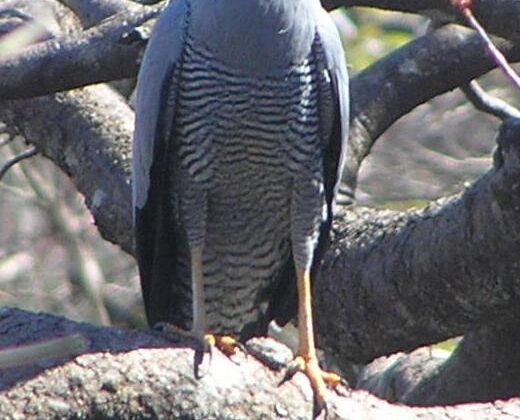Madagascar Harrier-Hawk