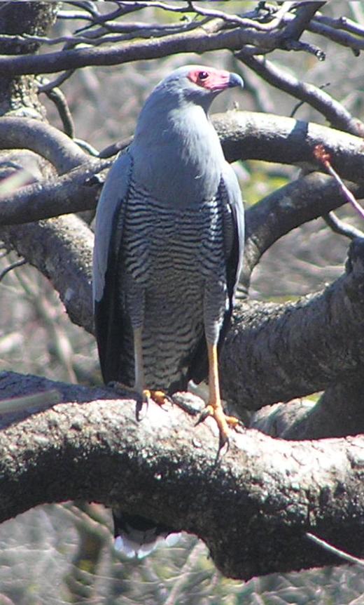 Madagascar Harrier-Hawk