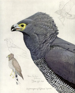 African Harrier-Hawk
