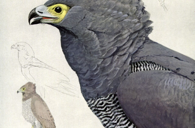 African Harrier-Hawk
