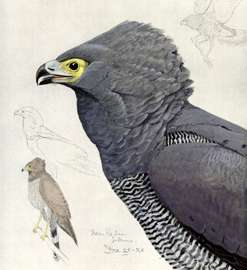 African Harrier-Hawk