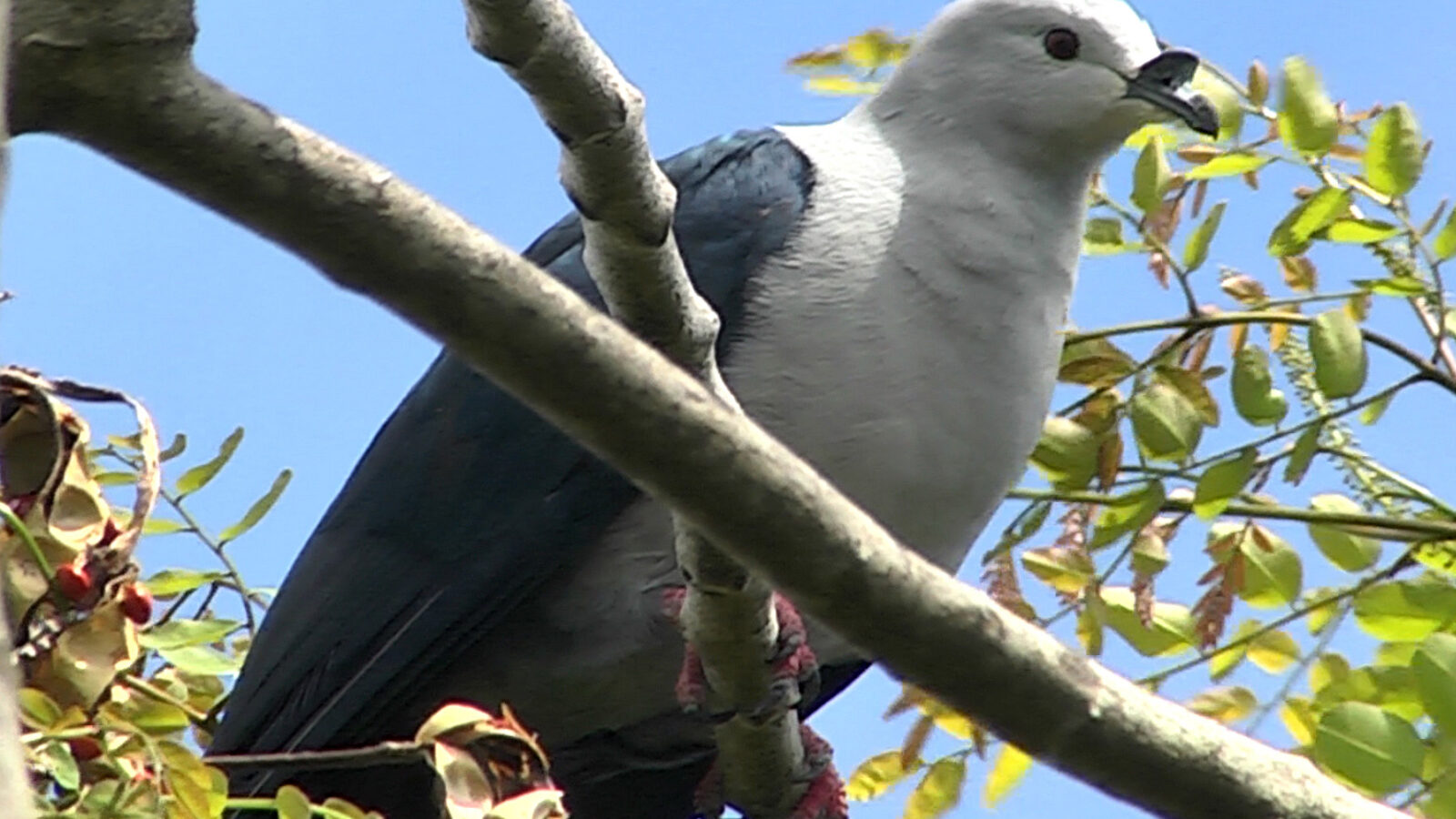 Polynesian Imperial Pigeon