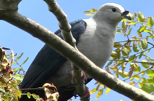 Polynesian Imperial Pigeon