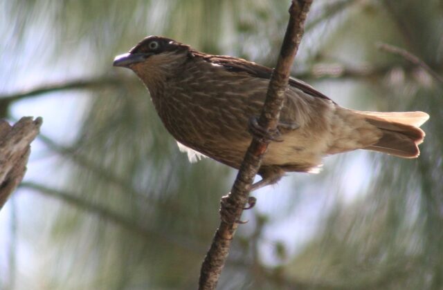 Polynesian Starling