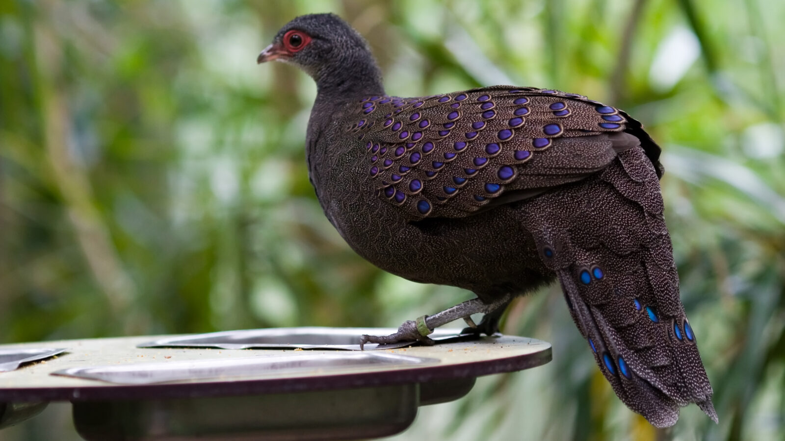 Germain’s Peacock-Pheasant