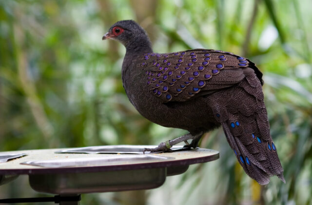 Germain’s Peacock-Pheasant