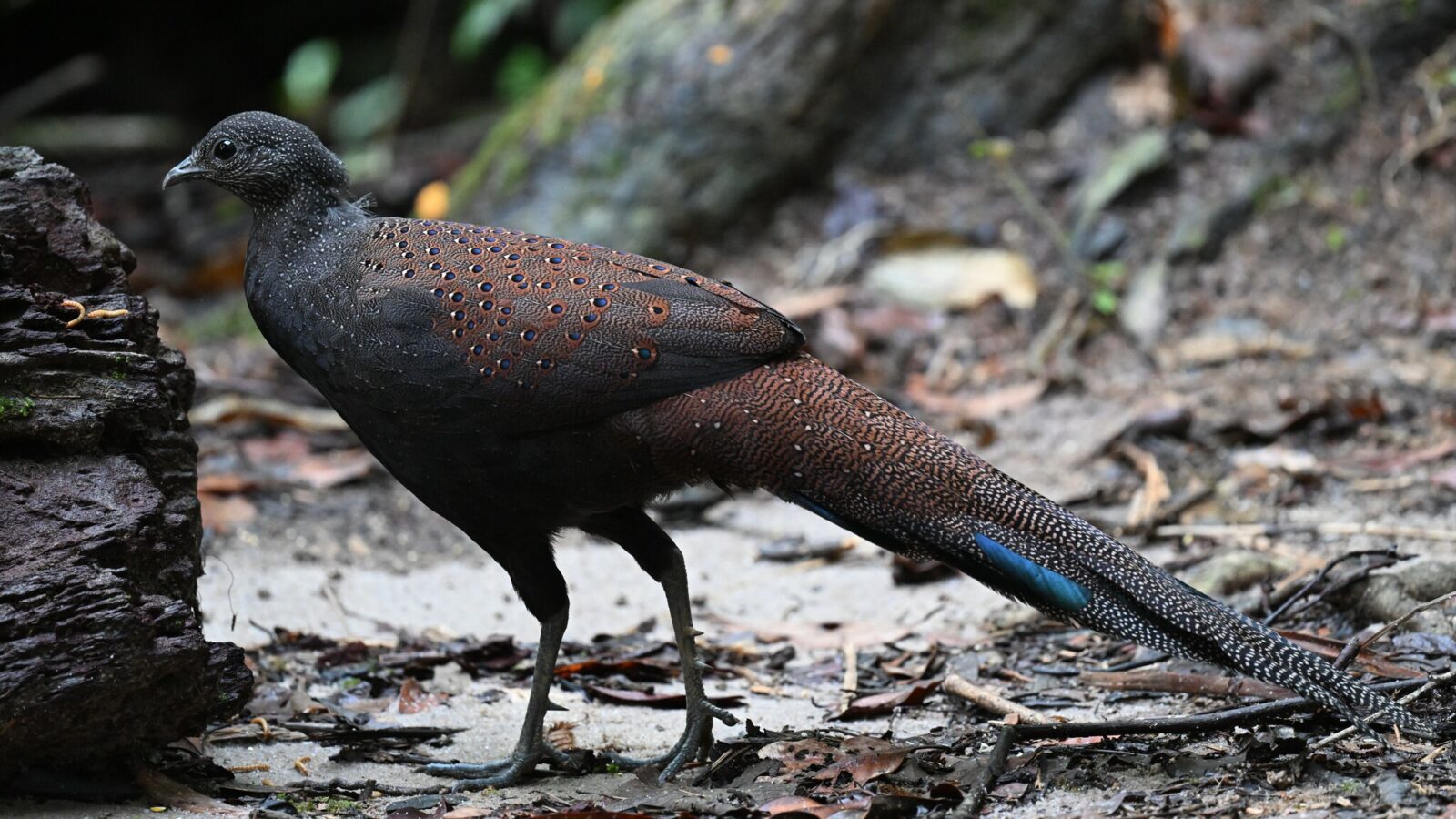 Mountain Peacock-Pheasant