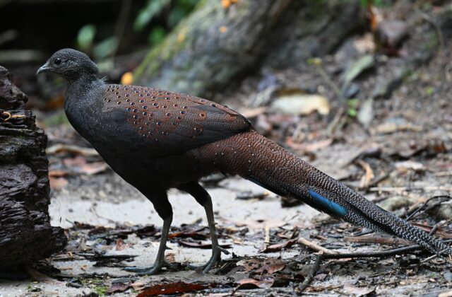 Mountain Peacock-Pheasant