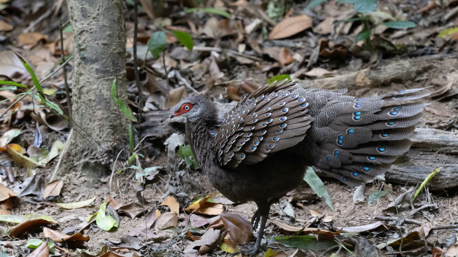 Hainan Peacock-Pheasant