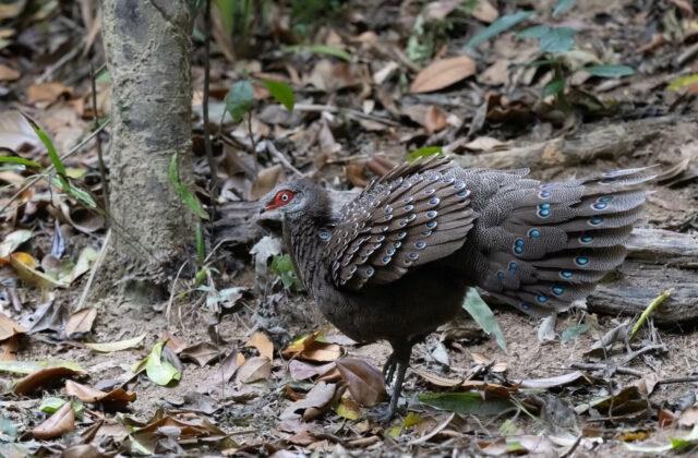 Hainan Peacock-Pheasant