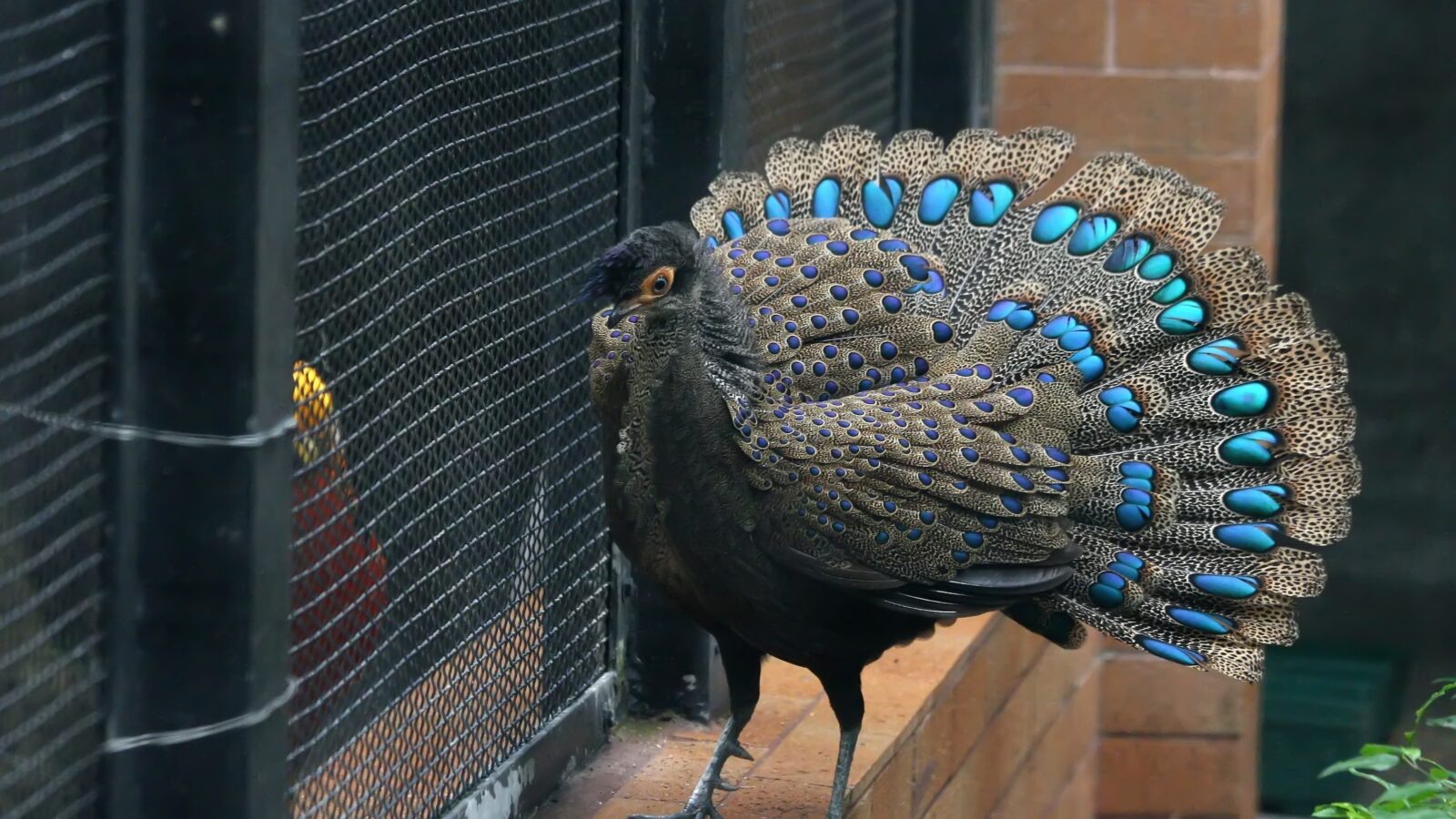 Malayan Peacock-Pheasant