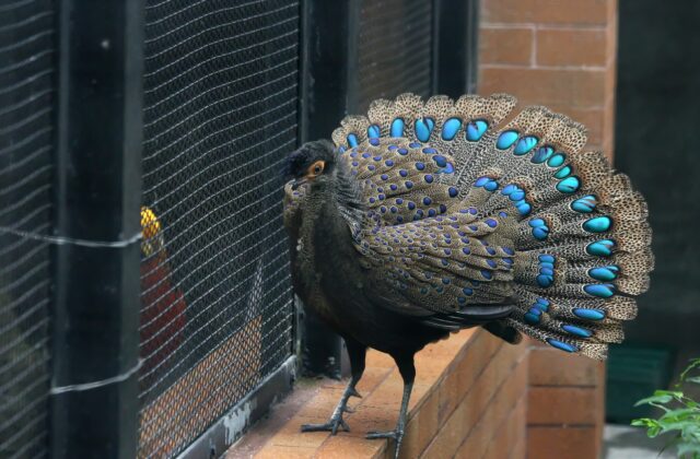 Malayan Peacock-Pheasant