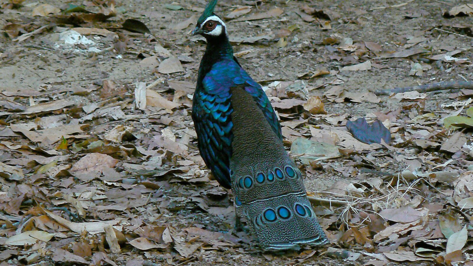 Palawan Peacock-Pheasant