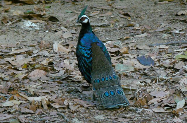 Palawan Peacock-Pheasant