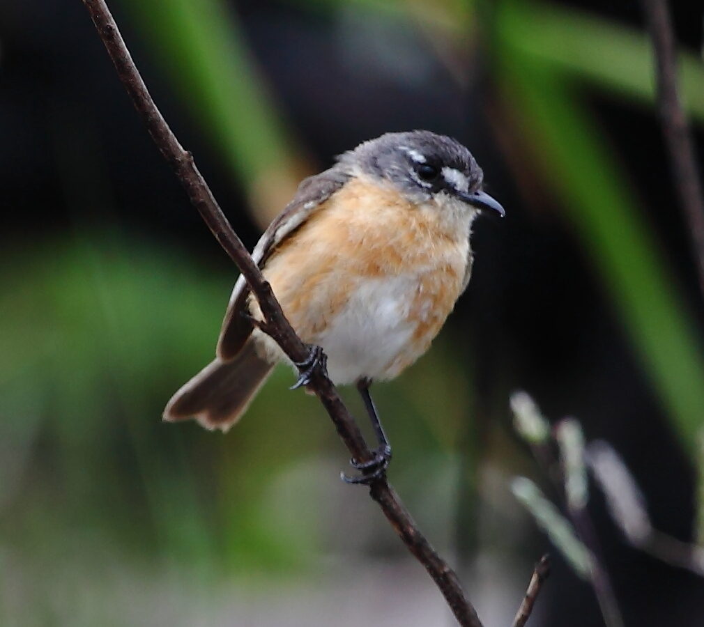 Grey-backed Tachuri