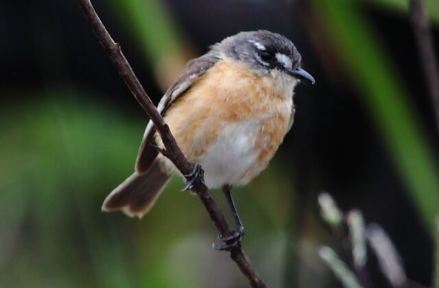 Grey-backed Tachuri