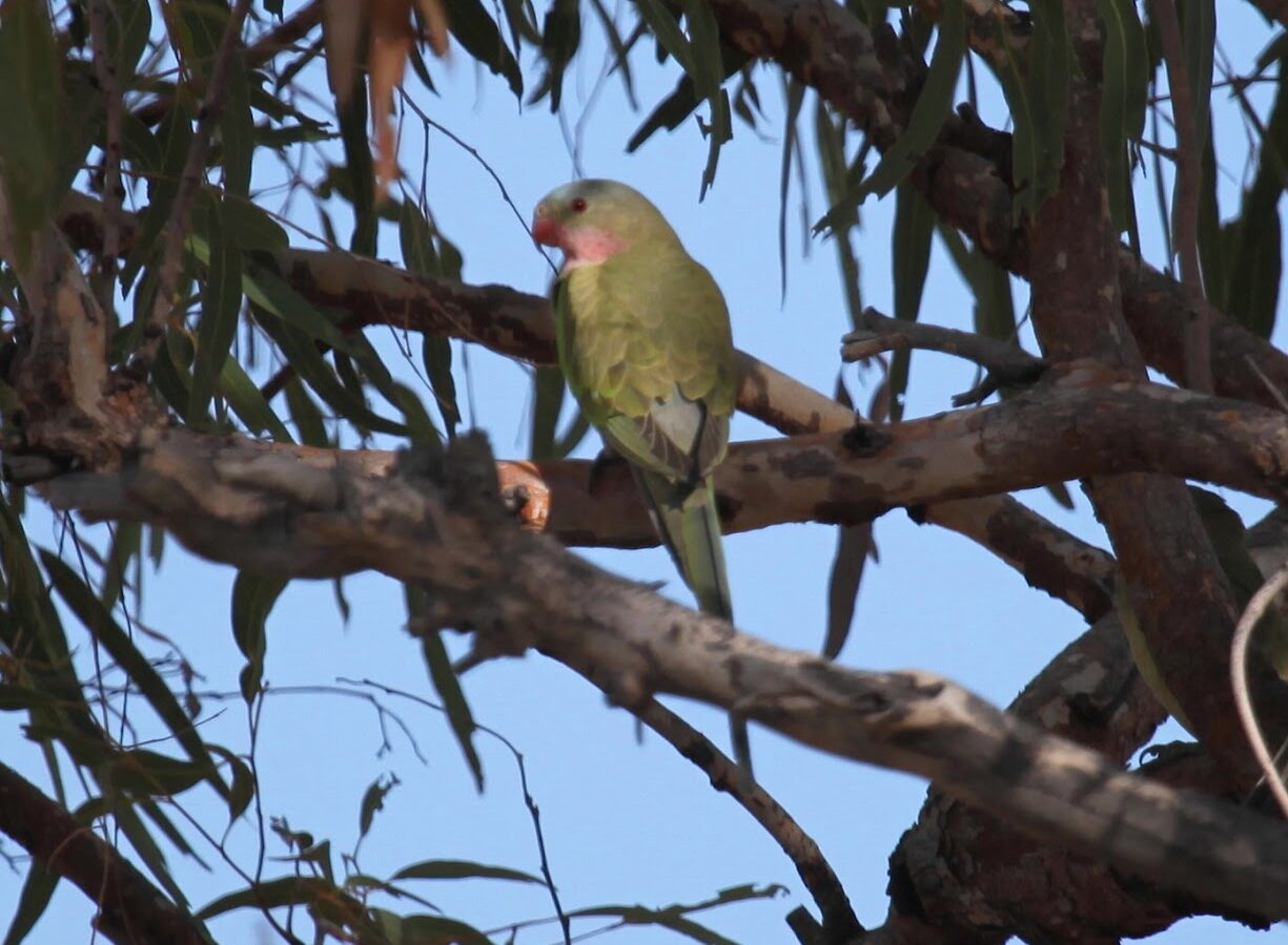 Princess Parrot