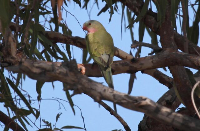 Princess Parrot