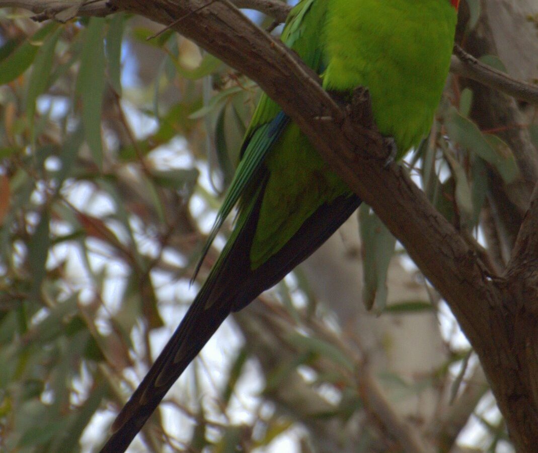Superb Parrot