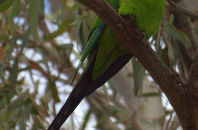 Superb Parrot