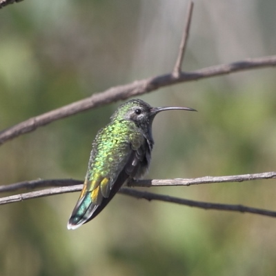 White-tailed Goldenthroat