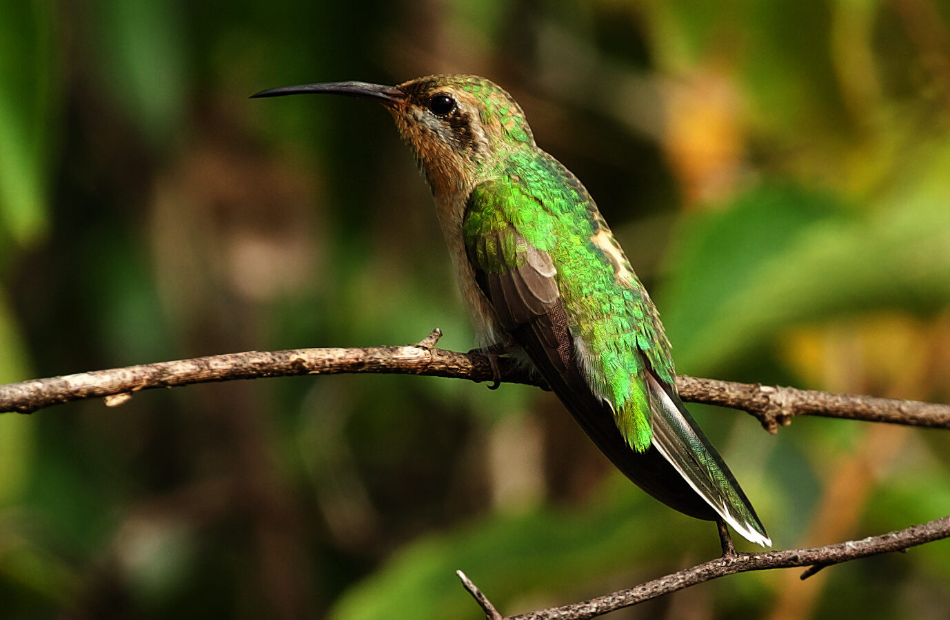 Tepui Goldenthroat