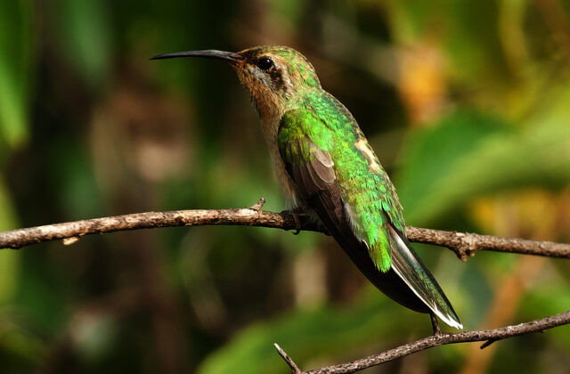Tepui Goldenthroat