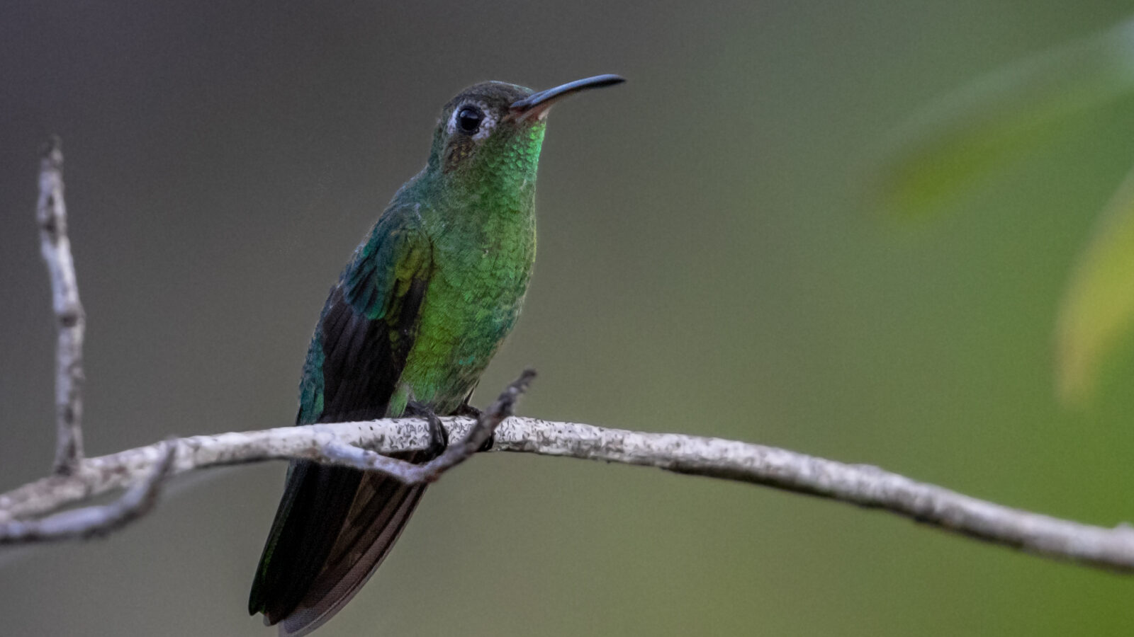 Green-tailed Goldenthroat