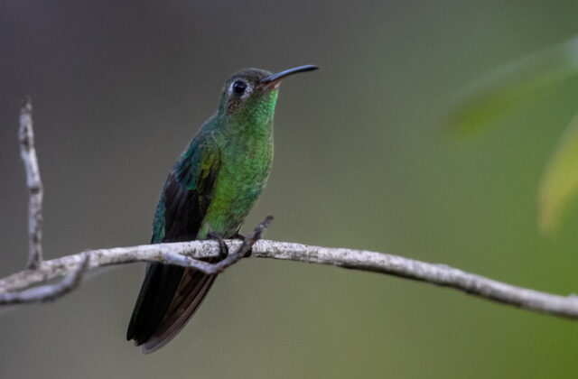 Green-tailed Goldenthroat