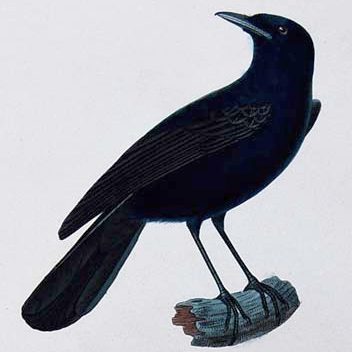 Maupiti Monarch