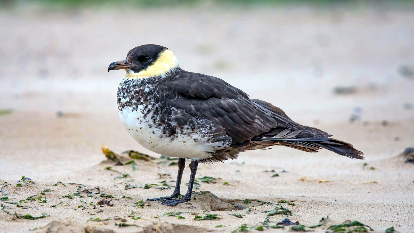 Pomarine Jaeger