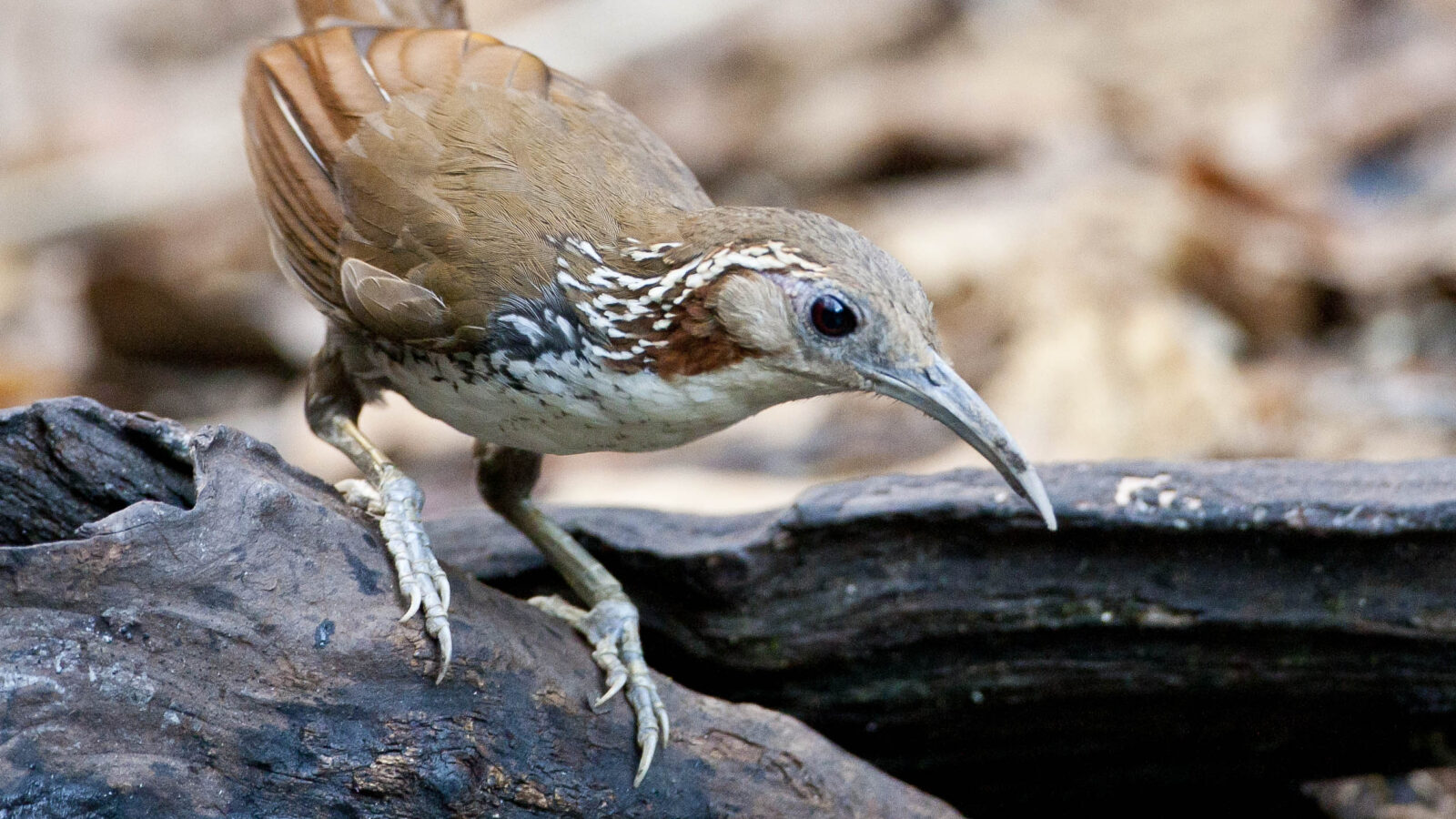 Large Scimitar Babbler
