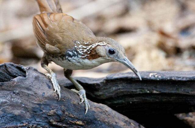 Large Scimitar Babbler