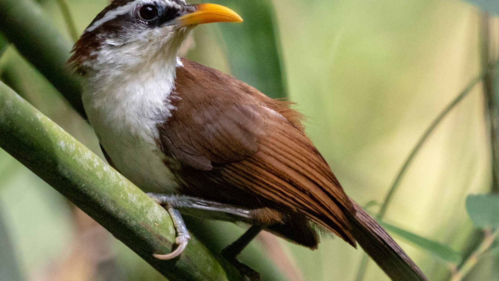 Sri Lanka Scimitar Babbler