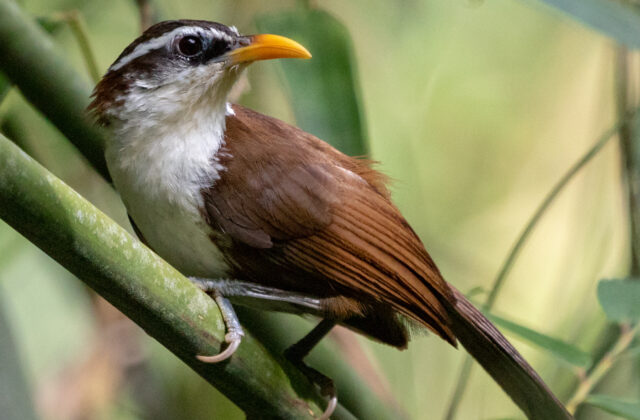 Sri Lanka Scimitar Babbler