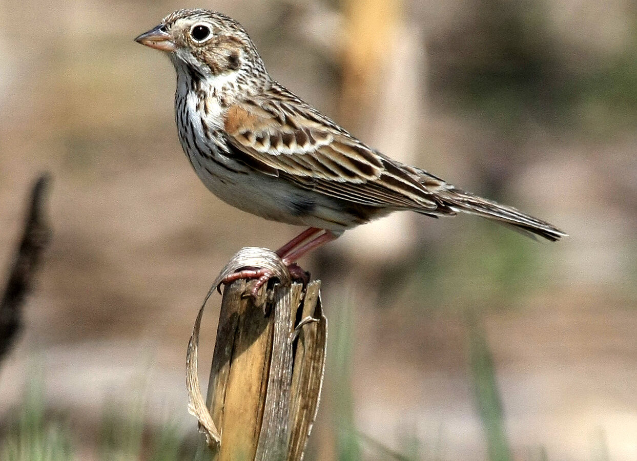 Vesper Sparrow