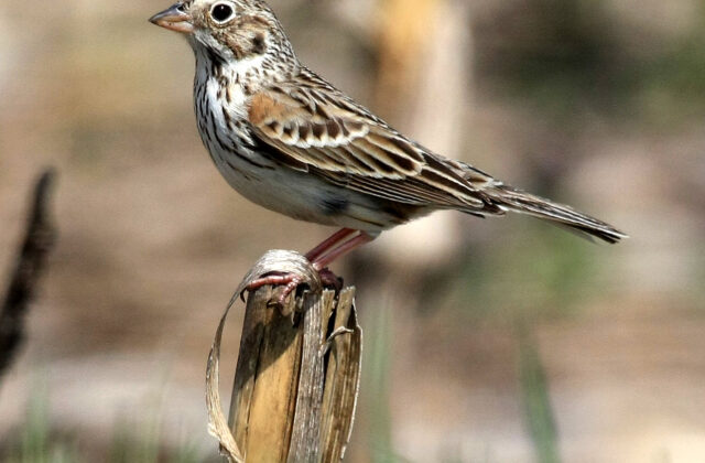 Vesper Sparrow