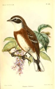 Bolivian Warbling Finch