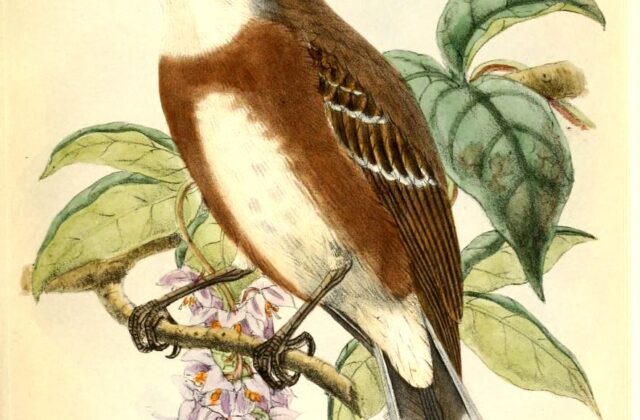 Bolivian Warbling Finch