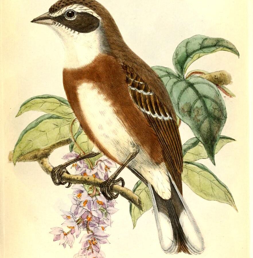 Bolivian Warbling Finch
