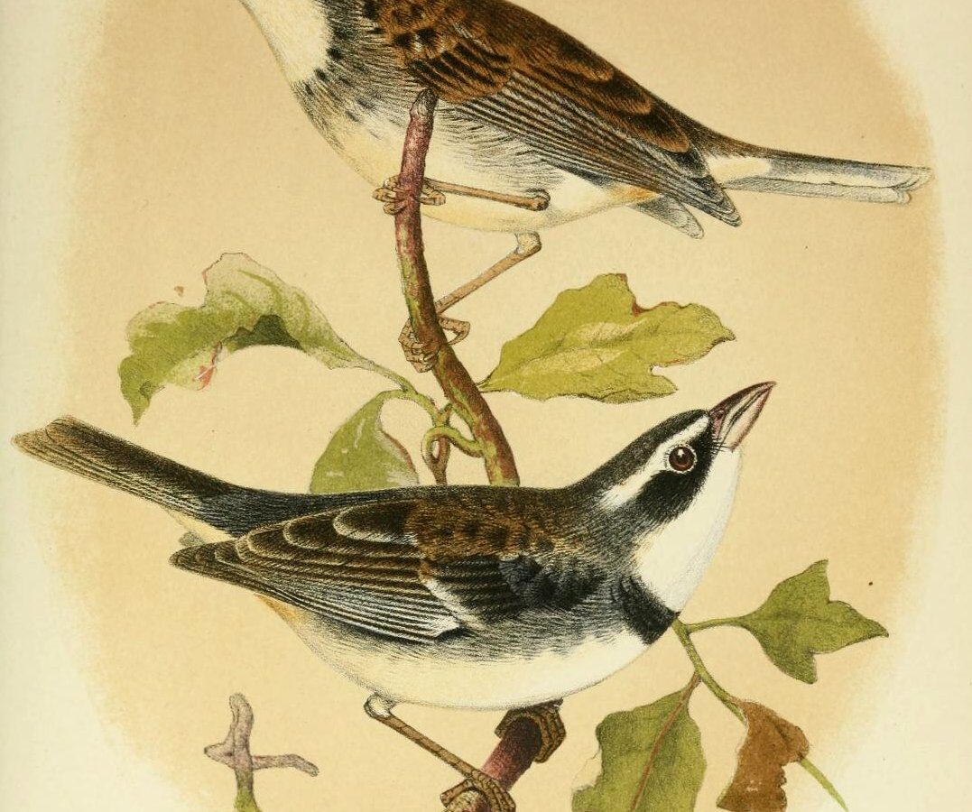 Collared Warbling Finch