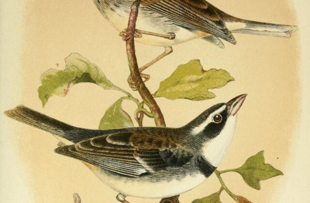 Collared Warbling Finch