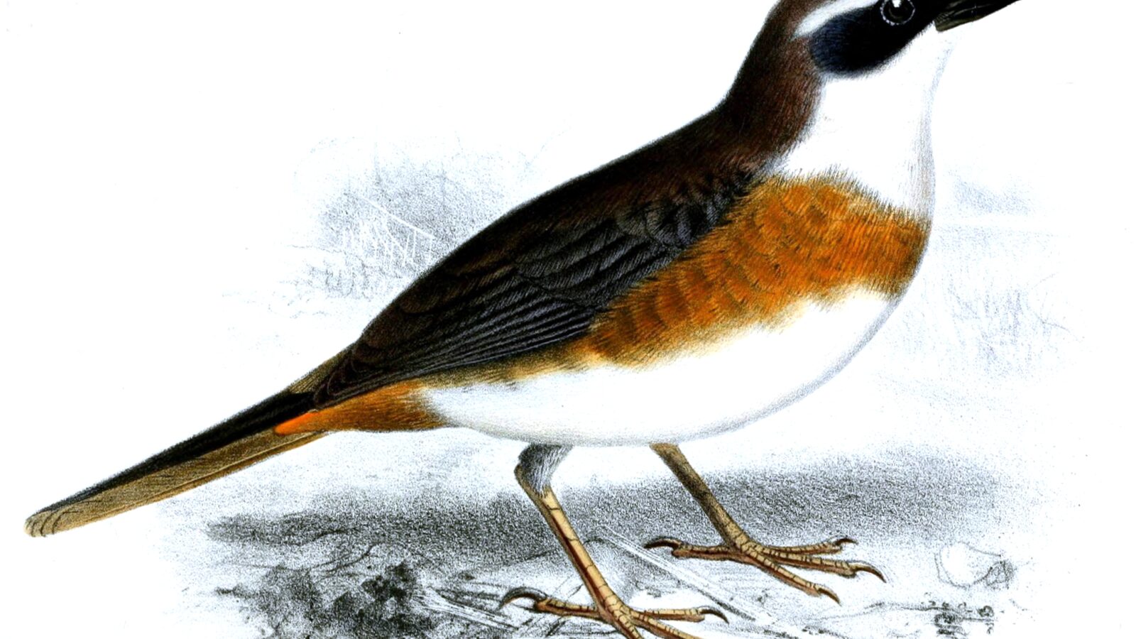 Chestnut-breasted Mountain Finch